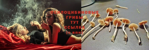 гашик Майский
